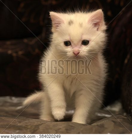 Little Cute White Kitten On A Dark Background