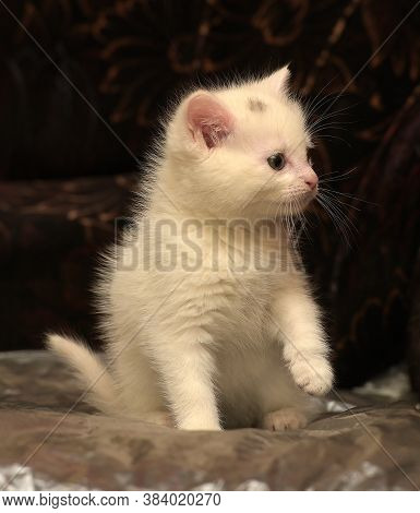 Little Cute White Kitten On A Dark Background