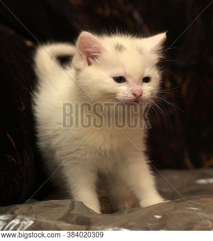 Little Cute White Kitten On A Dark Background