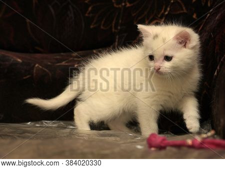 Little Cute White Kitten On A Dark Background