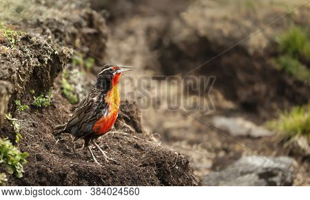 Close Up Of A Long-tailed Meadowlark (leistes Loyca), Falkland Islands.