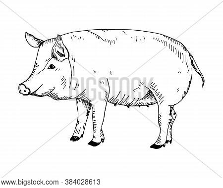 Hand Drawn Pig. Vector. Lineart Isolated On White Background