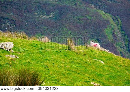 Sheep On The Hillside Of Kirkstone Pass Lake District Uk