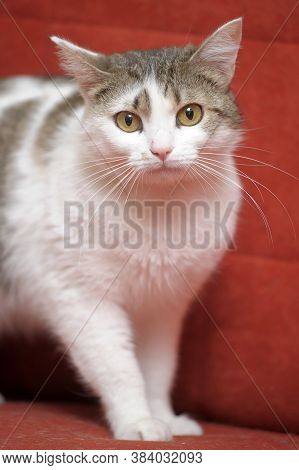 White With Brown European Shorthair Cat On A Red Background
