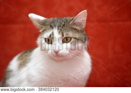 White With Brown European Shorthair Cat On A Red Background
