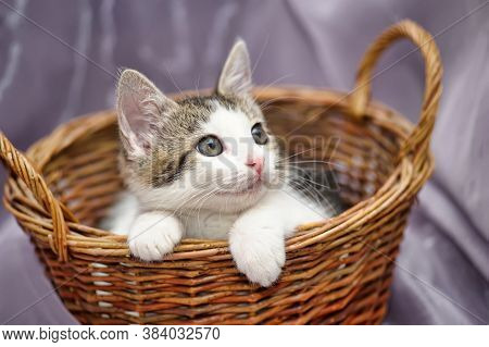 White With A Gray Kitten In A Wicker Basket