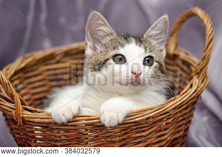 White With A Gray Kitten In A Wicker Basket