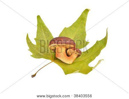 Nuoren herkkutatin jalka sieni on fall leaf