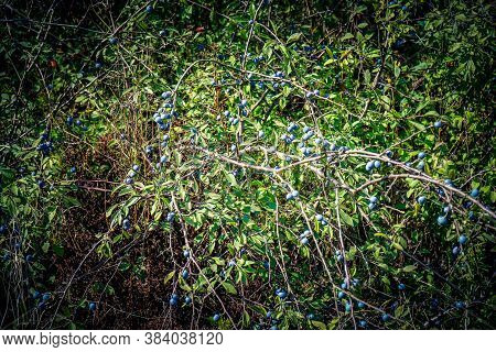 Blue Round Fruits Of The Blackthorn Bush