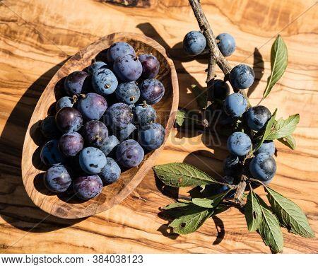Blue Round Fruits Of The Blackthorn Bush