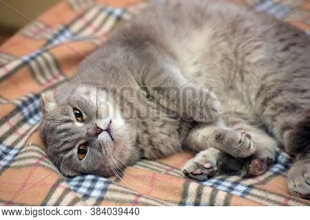 Gray Scottish Lop-eared Cat On Plaid Close Up