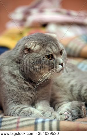 Gray Scottish Lop-eared Cat