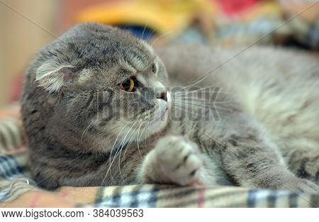 Gray Scottish Lop-eared Cat
