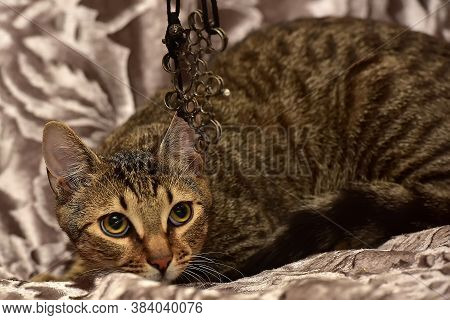 Striped Brown Cat On The Sofa