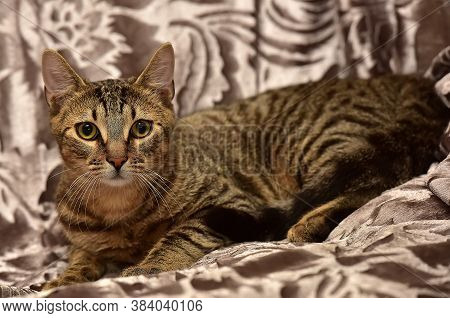 Striped Brown Cat On The Sofa