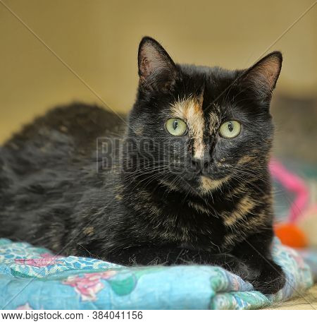 Closeup Of Beautiful Tortoiseshell Cat Close Up