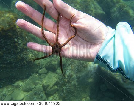 A Close Up View Of An Ophiura (ophioderma Longicauda)