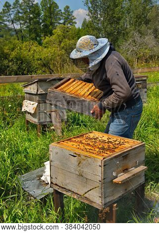 Yabogan. Russia. August 07, 2020. High-altitude Apiary. A Beekeeper Removes The Upper Section Of The