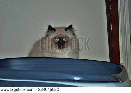 Itty Bitty Himalayan Kitten Looking Angrily Into The Distance While In The Litterbox