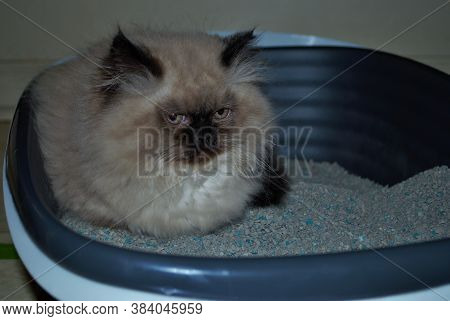 Itty Bitty Himalayan Kitten Looking Angrily Into The Distance While In The Litterbox