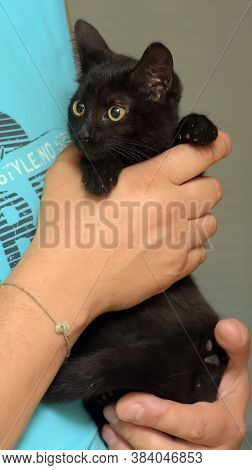 Black Cute Young Cat In Hands Close Up