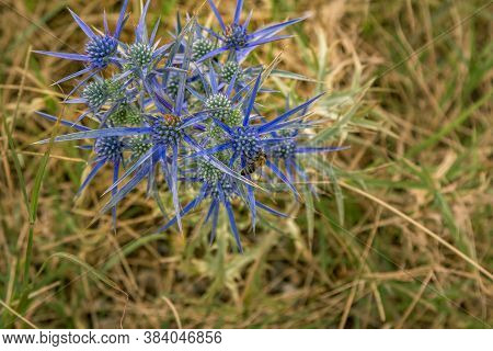 Blooming Eringum  (eryngium)  Or Sea Holly Wild Plant With Bee On Its Flower And Blue Leaves - Spine