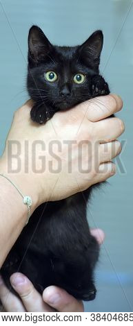 Black Cute Young Cat