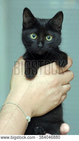 Black Cute Young Cat