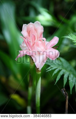 Etlingera Elatior (torch Ginger) In The Summer Garden