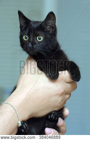 Black Cute Young Cat