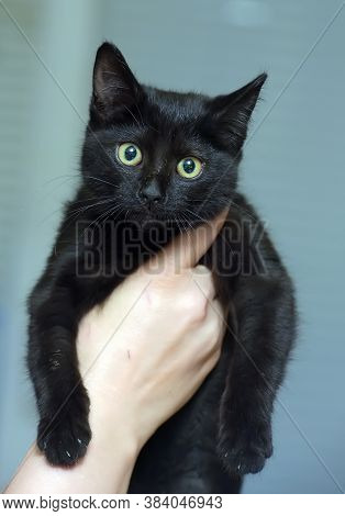 Black Cute Young Cat