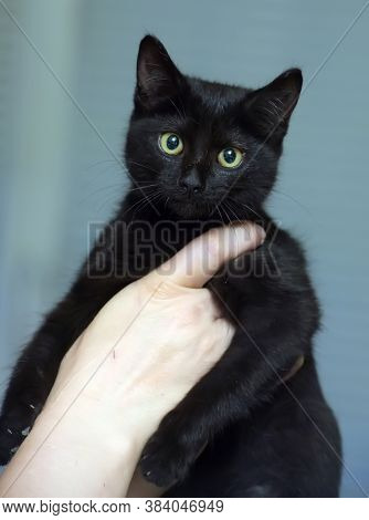 Black Cute Young Cat
