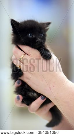 Cute Little Black Kitten