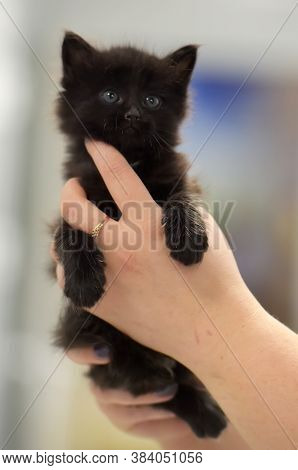 Cute Little Black Kitten