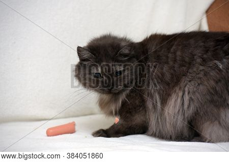 Beautiful Fluffy Smoky Cat