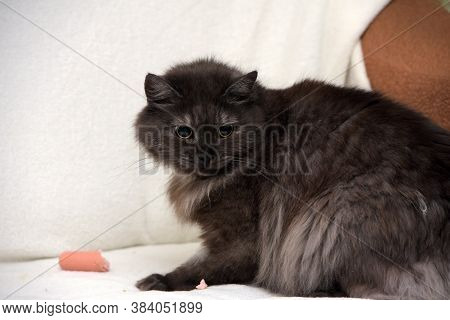 Beautiful Fluffy Smoky Cat
