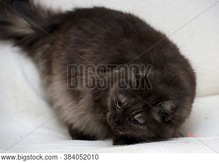 Beautiful Fluffy Smoky Cat
