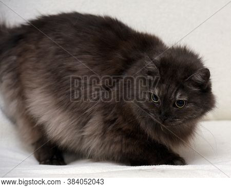 Beautiful Fluffy Smoky Cat