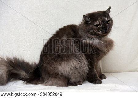 Beautiful Fluffy Smoky Cat