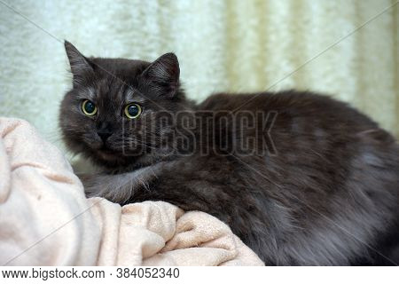 Beautiful Fluffy Smoky Cat