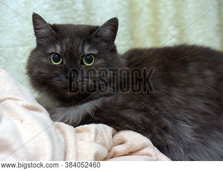 Beautiful Fluffy Smoky Cat