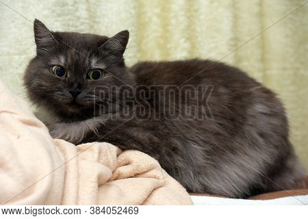 Beautiful Fluffy Smoky Cat