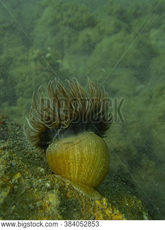 A Close Up View Of An Anemone (anemonia Virdis)in A Rock