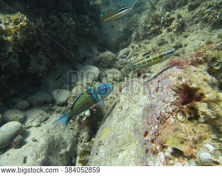 A View Of A Male And A Female  Thalassoma Pavo