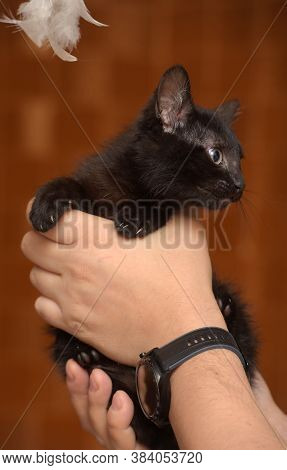 Black Kitty In Hand