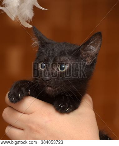 Black Kitty In Hand