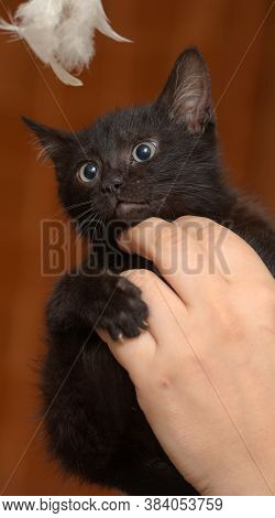 Black Kitty In Hand