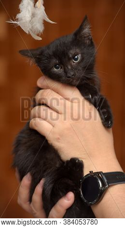 Black Kitty In Hand