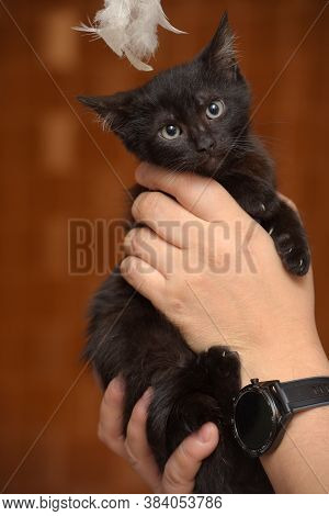 Black Kitty In Hand
