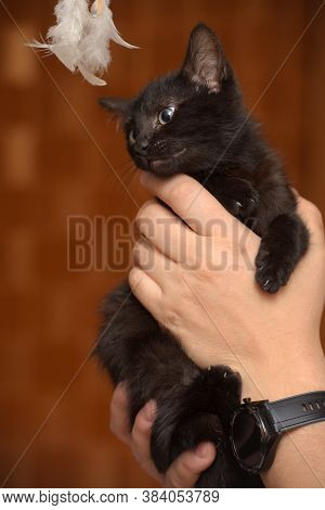 Black Kitty In Hand